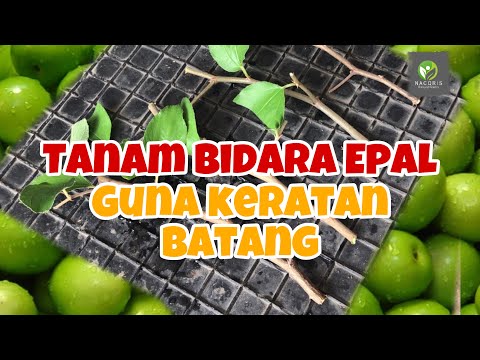 Video: Penjagaan Pokok Jujube - Cara Menanam Pokok Jujube