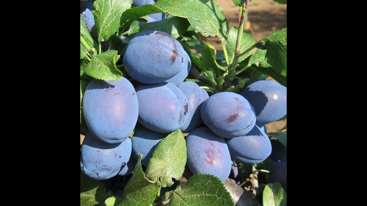 Szakértő tanácsok a szilvapálinka készítéséhez