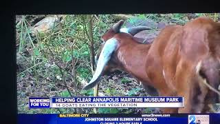 Eco Goats At Annapolis Maritime Museum And Park