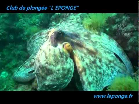 L'éponge