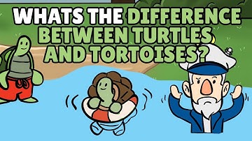 What is the Difference Between Turtles and Tortoises? | Best Learning Videos For Kids