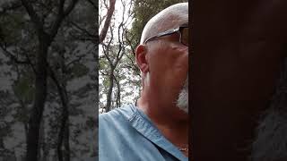 Fire starting tinder Fatwood lighter knot from pine tree how to identify