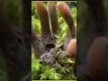 😱Forest gGungle Mushroom 🍄#No Dangers❌#fact💥