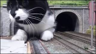 Cute Cat comes out of train tunnel. Tjooooot !!!! by Herman van Noordwyk 122 views 1 year ago 9 seconds