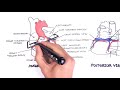 Clinical Anatomy - Cardiac Coronary Vessels (left and right coronary artery, venous sinus)