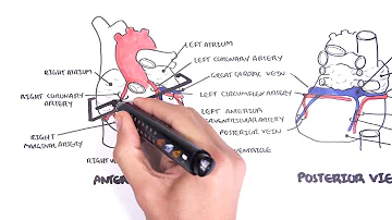 What veins have no valves?