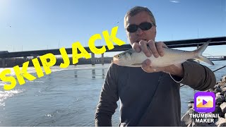 Skipjack Update 3-17-25