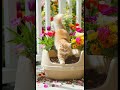 😹 Kitten im Blumenchaos! Wer braucht schon ein Beet? 🌸🐾 #miau #katzenklo  #gartenfail #cute #chaos