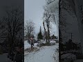 Residential tree climbing removal work #treeremoval #treework #stihl #treeclimbing