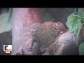 Internet facilita la venta ilegal de fauna silvestre en México | De Pisa y Corre con Paola Rojas