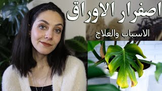 طرق تحديد أسباب اصفرار اوراق النباتات المتعددة وطريقة علاجها