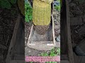 Beekeeper Shaking a Cluster of Bees Into a New Hive | Beekeeping