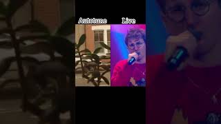 Glass animals Heat waves live vs autotune