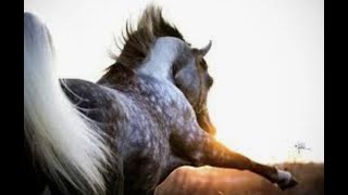 Dancing on the Moon - Equestrian Music Video || I don't own this song or footage:)