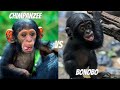 BONOBOS VS CHIMPANZEES - The Differences Between These Great Apes