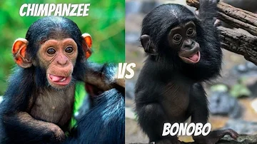 BONOBOS VS CHIMPANZEES - The Differences Between These Great Apes