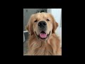 Cute &amp; Funny Dog Video Compilation | Try Not To Laugh| Best Dog Videos|Funny Animals Life Videos #14