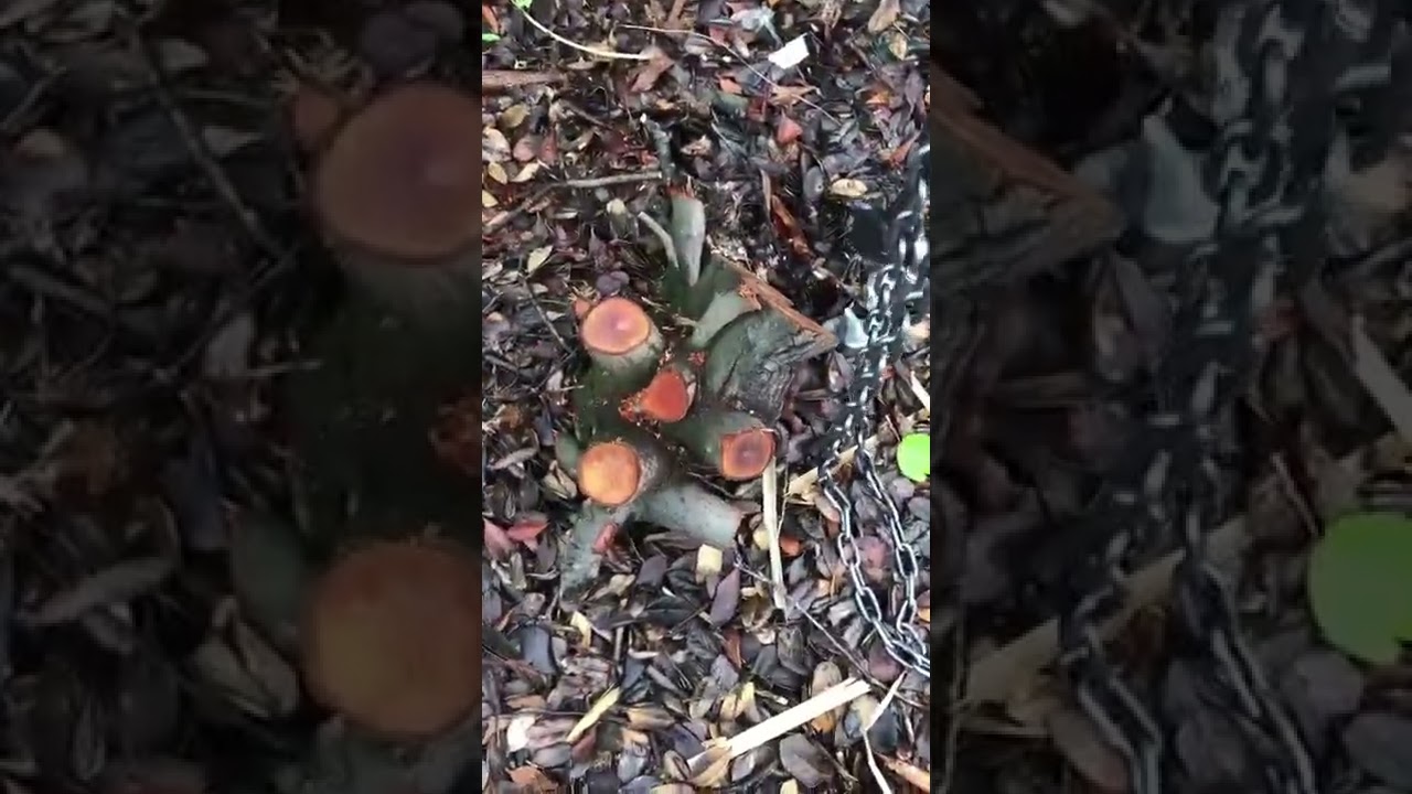 Chain block hoist stump puller