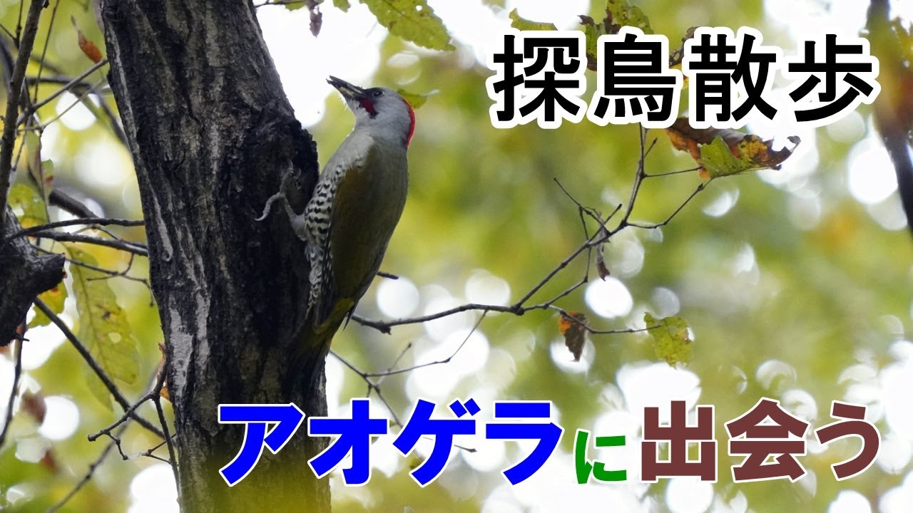 探鳥散歩 埼玉県狭山市の公園で探鳥散歩していたらアオゲラと出会う Youtube