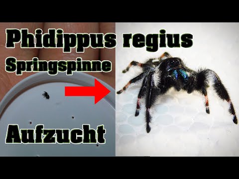 Phidippus regius |