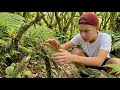 Catching Lizards in Hawaii - How Many Will I Find?