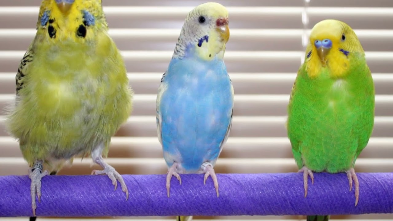 Budgie vs Conure: Which Parrot Is Better for Beginners?