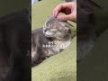 １４歳の大切な家族　#アビシニアン