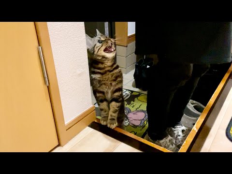 お留守番が長すぎて鳴きながら玄関の外へ出て行こうとする子猫w