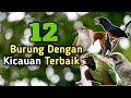 Download Lagu Daftar 12 burung kicauan terbaik dan termerdu yang ada di indonesia