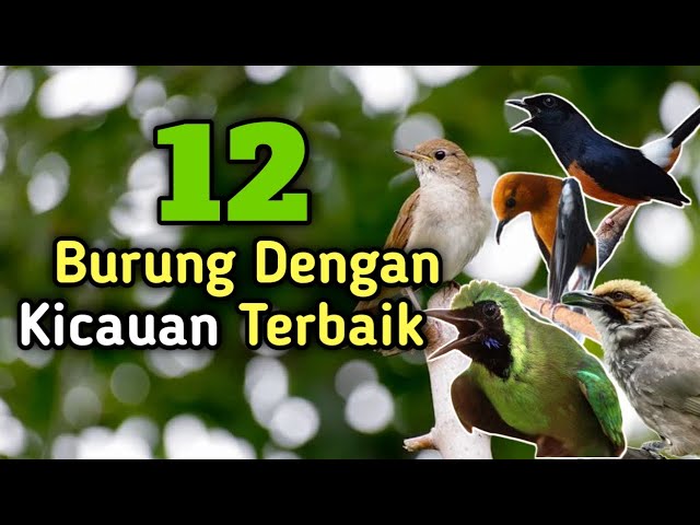 Daftar 12 burung kicauan terbaik dan termerdu yang ada di indonesia class=