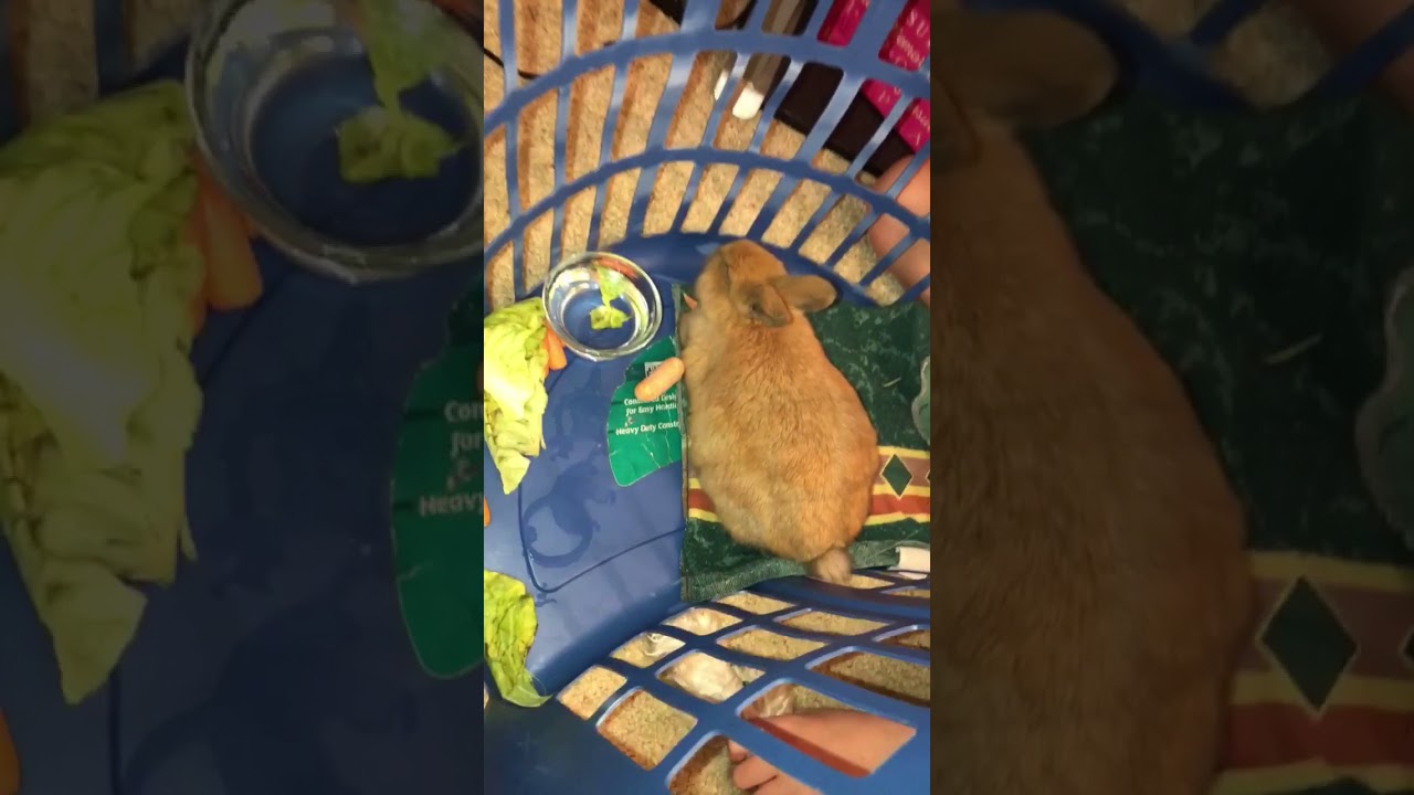 Sound of a dying rabbit YouTube