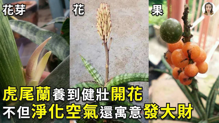 虎尾兰养到开花的5个技巧，第1点是大误区，第5点最关键|Snake Plant|花花世界 - 天天要闻