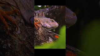 DISCOVERY ANIMAL LION 8K HDR OLED Relaxation #wildlife #animals 8khdr #nature #cinematic #scenery