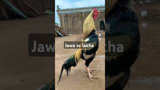 Jawa Vs Lakha Aseel Murga