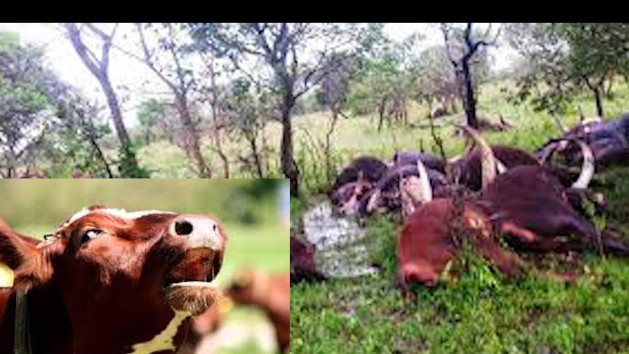 NG'OMBE WANNE WAFA KATIKA MAZINGIRA YA KUTATANISHA, TETESI ZA KUPEWA SUMU ZA ZUKA