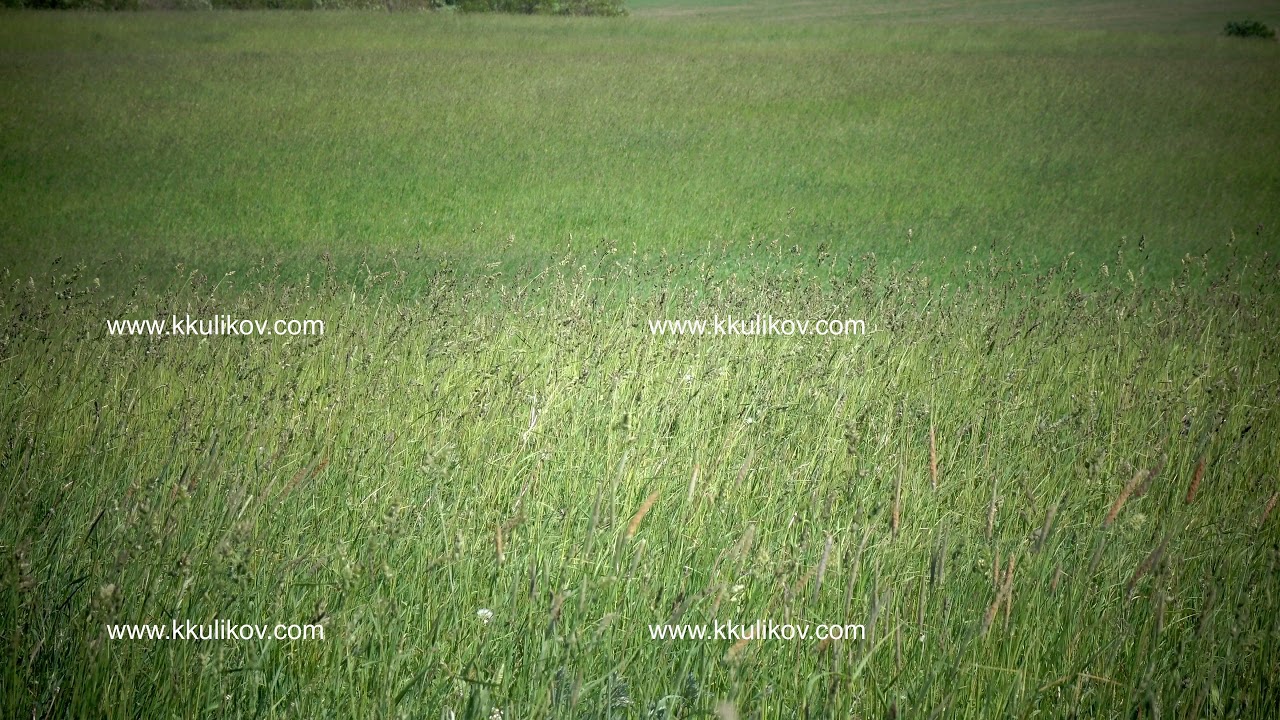 The strong wind inclines Timothy-grass (Phleum pratense) in field to summer sunny day