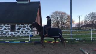 FULLBLOD 160 CM 2006