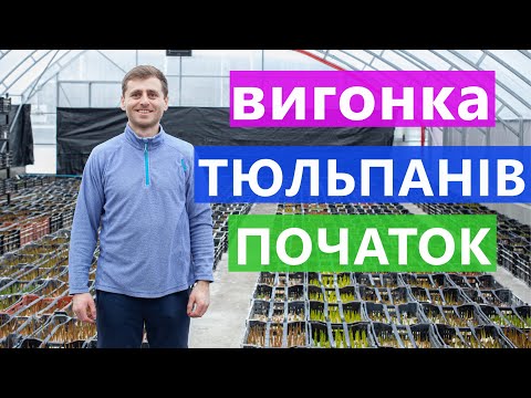 ВИГОНКА ТЮЛЬПАНІВ 🌹 В ТЕПЛИЦІ ✅ ПОЧАТОК