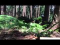 Forestry workers in japan miyagi 宮城県 林業