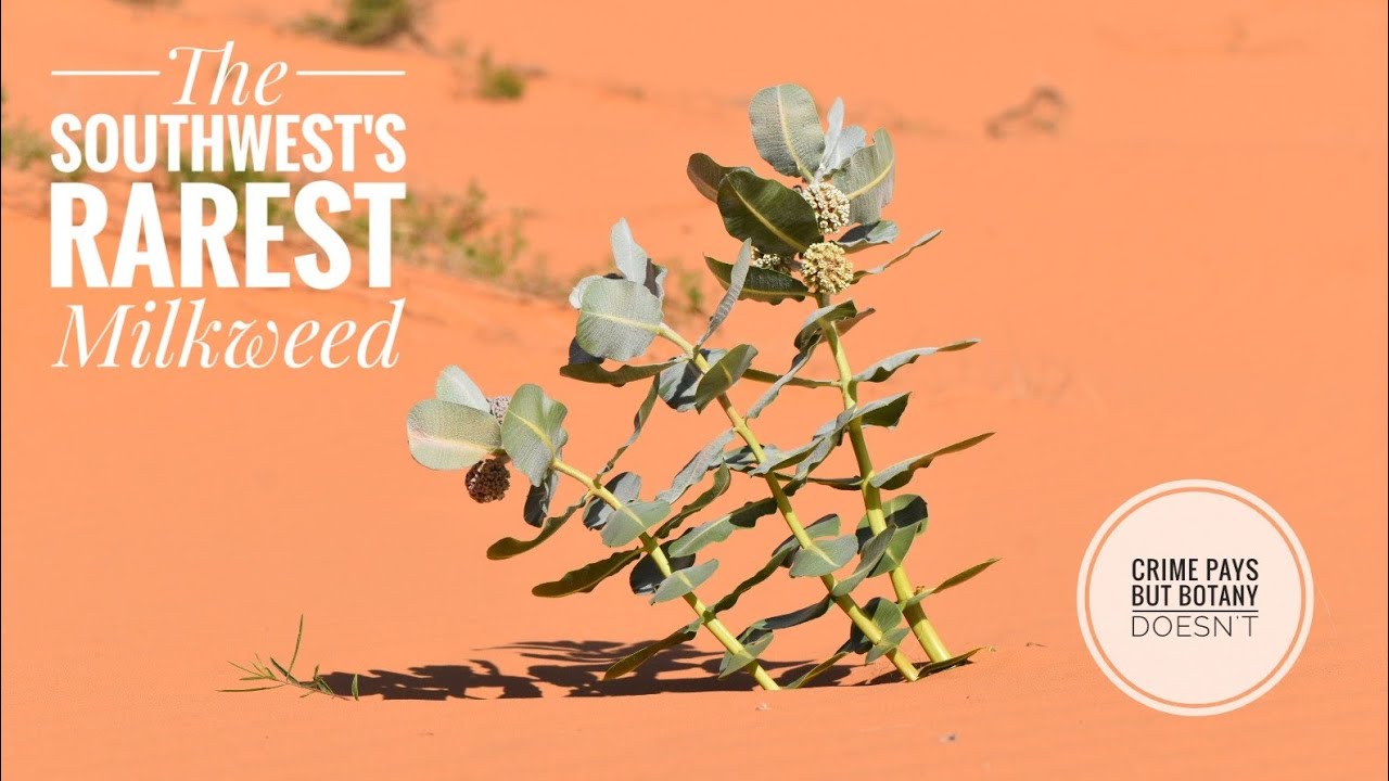 The Southwest's Rarest Milkweed