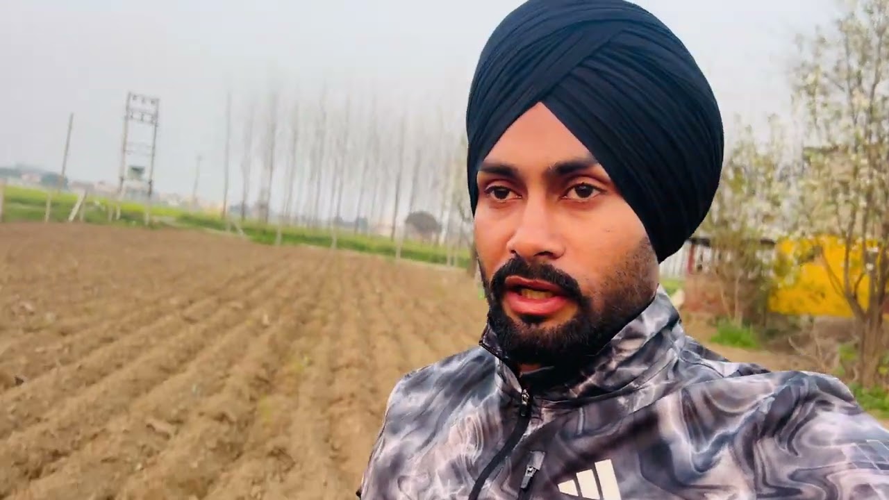 Lemon farming ਨਿੰਬੂ ਦੀ ਖੇਤੀ नींबू की खेती horticulture #lemon #horticulture #nimbukikheti #viral 