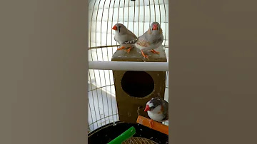 رنة الصوت لذكر طائر الزيبرا جميل جدا 