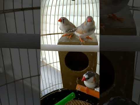 رنة الصوت لذكر طائر الزيبرا جميل جدا 