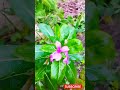 কেমন হয়েছে কমেন্টে জানাবেন প্লিজ প্লিজ #sharin #daily #life #minivlog
