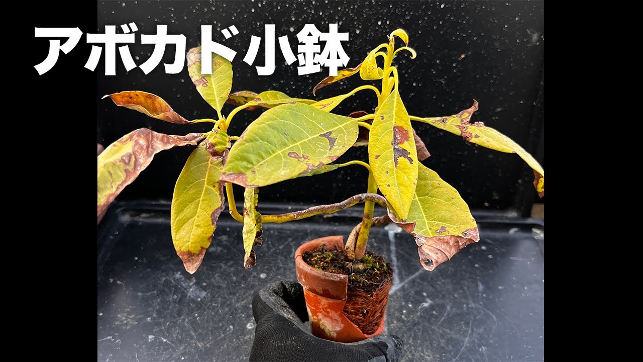 アボカド実生3年目を植え替えしてみた #盆栽 #bonsai - YouTube