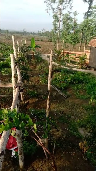kebun anggur al anwar rembang