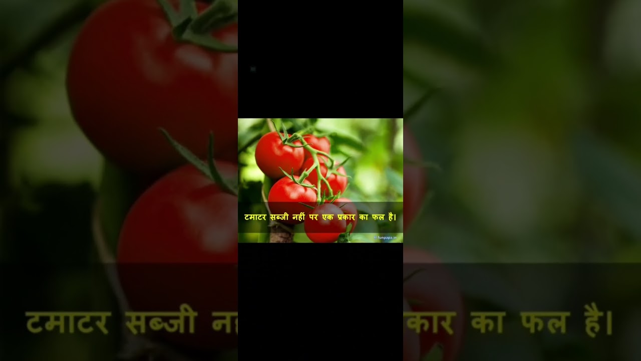 टमाटर 🍅 फल नहीं है amazing fact about tomato 