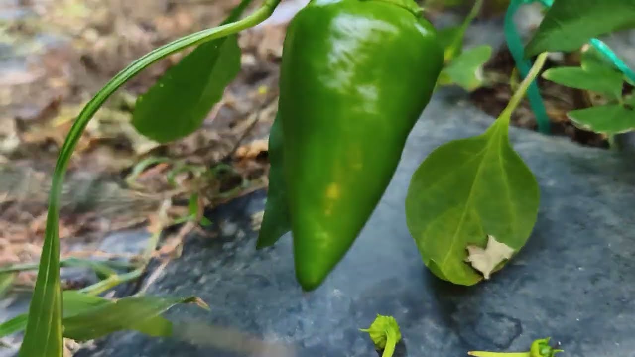 Mi Huerto en Liendo. Como ha crecido todo...