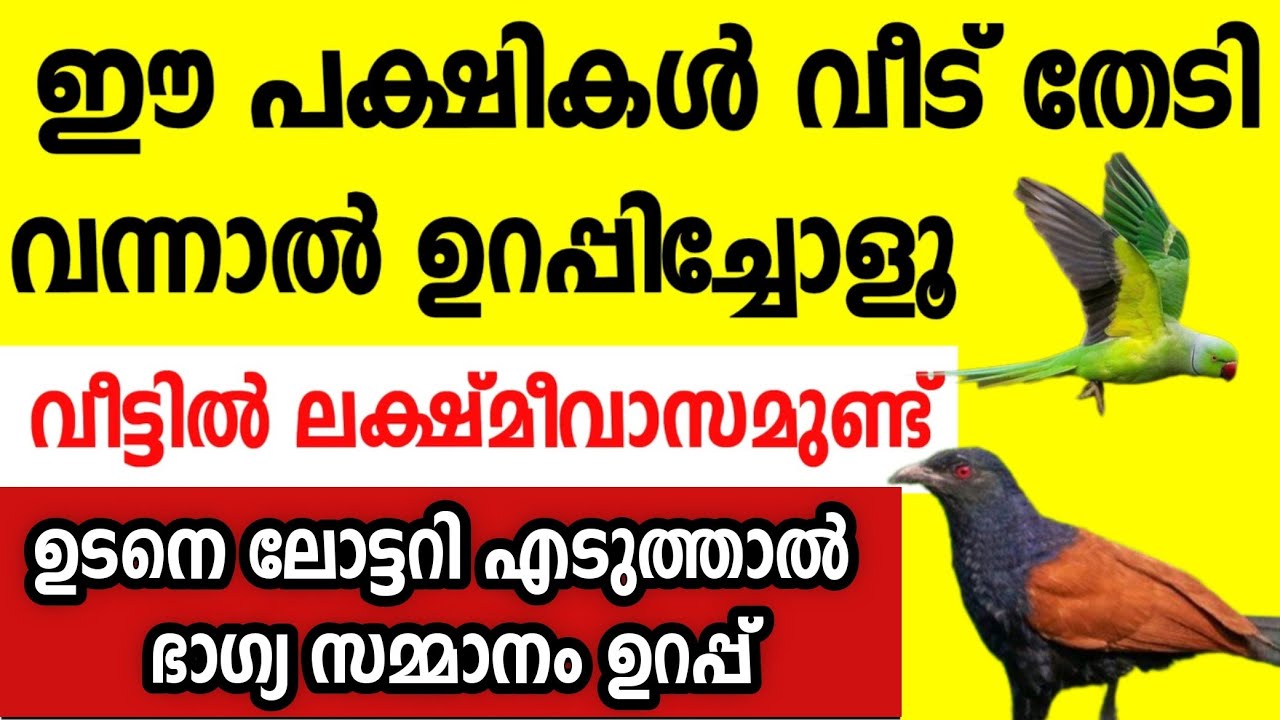ലക്ഷ്മിദേവി വസിക്കുന്ന വീട്ടിൽ ഈ പക്ഷികൾ പറന്നെത്തും,ഇവയെ കണ്ടാൽ ലോട്ടറി സൗഭാഗ്യം luck