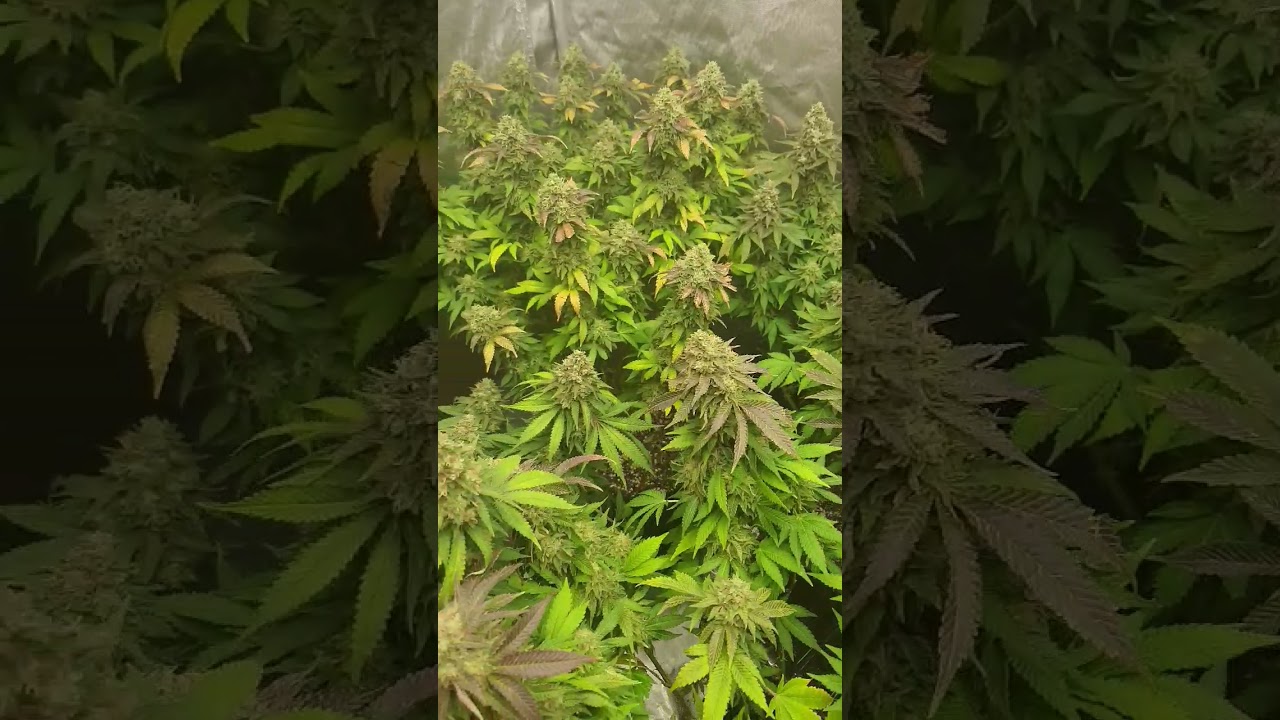 Full defoliation 5 days before chop. Weekly video comes out tomorrow.. growers love.